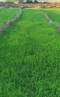 نشا برنج عنبر بو ( تیولکی)