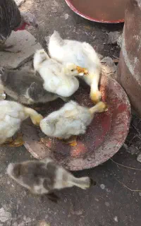 غوغاز  وجوجه اسراعیلی