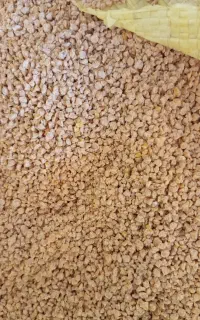 دانه مرغی پیش اغازین