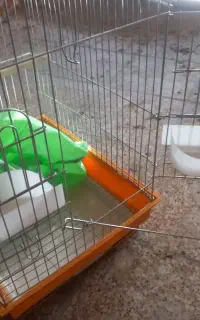قفس