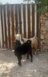 بزغاله نر