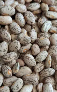 لوبیا چیتی بدون شکستگی وبوجاری شده