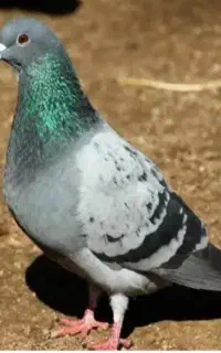 کبوتر پلاکی