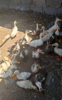 50 تا اردک پیکنی