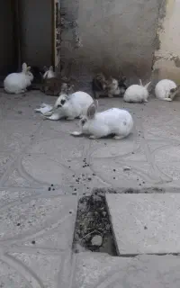 فروش خرگوش