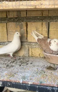 فروش جوجه ی نسل پاک ایرانی