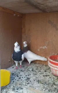 کبوتر طوقی