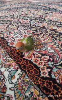 دوتا جوجه برزیلی صورت هلویی 1ماهه