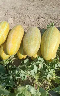 خربزه مشهدی