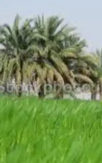 نیازبه کارگرافغانی باخانواده میباشد