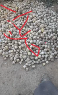 سیر موسلی اسینم