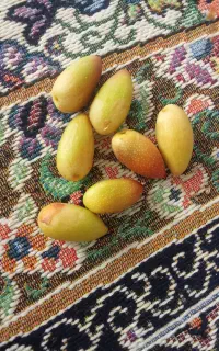 پسته با پوست