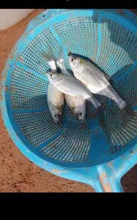 فروش انواع بچه ماهی
