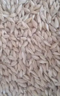جو ویلما اتریشی بشرط و ضمانت