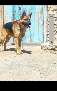 سگ ژرمن شپریک ساله شناسنامه دار