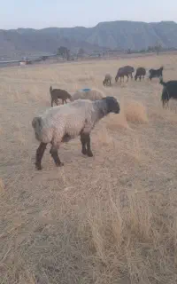بره قوچ بختیاری