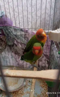طوطی برزیلی 3ماهه