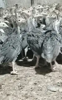 جوجه بوقلمون نژاد اصل برنز سینه پهن