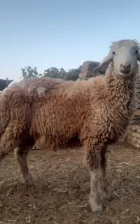 بره نر