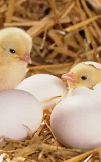 استخدام سترمن/ هچرمن جوجه کشی