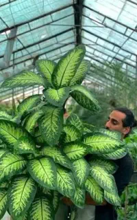 تعویض گل دیفن