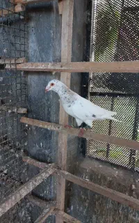 کبوتر پلاکی نر