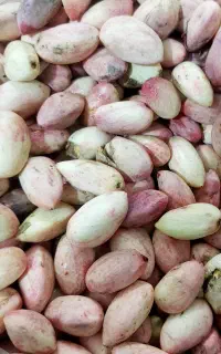 پسته تازه