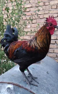 خروس فروشی