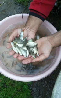 کپور ۳بند ۴ بندو به بالا مجود