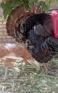 بوقلمون نر ۱ عدد ماده ۵ عدد