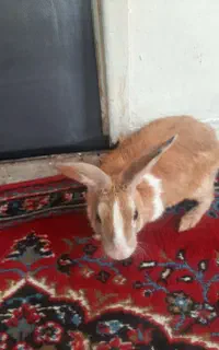 خرگوش زبل