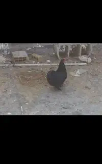 خروس  مرغ