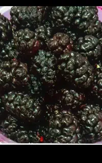 شاه توت چیده شده