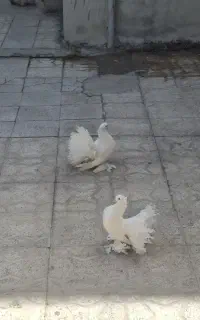 کبوتر دم چتری