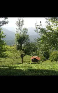 چای بهاره محصول امسال