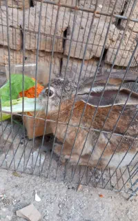 خرگوش معاوضه با مرغ یا عروس هلندی