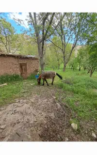 اسب مادیوم
