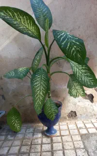 گل دیفن باخیه