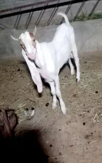 بزغاله نر پاکستانی فروش فوری