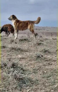 واگذاری ماده