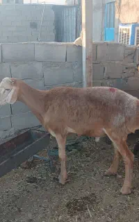 فروش یک راس کاوه قوچ چینی