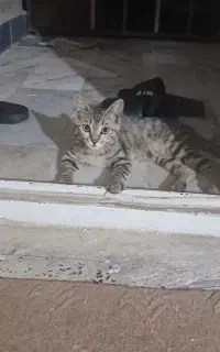 گربه خانگی