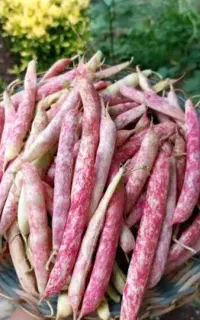 لوبیا چیتی تازه