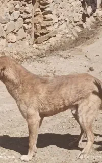 سگ دو رگه