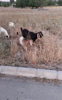 بز جوان هیکل درشت بزغاله ماده  قیمت ۲۴میلیون