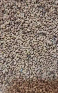 بذر یونجه درجه یک