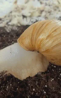 حلزون آچاتینا