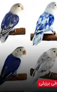 فروش یجفت طوطی برزیلی مولد خوب بشرط