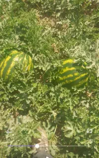 هندوانه