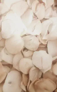 موسیر خشک